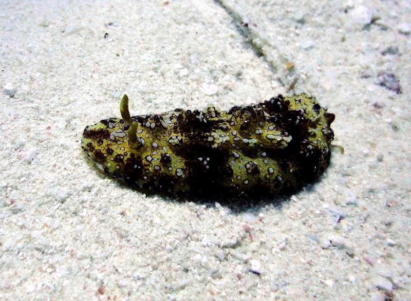 Phyllidie multicolore.jpg